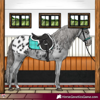 Horse Color:Black Appaloosa