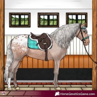 Horse Color:Silver Bay Appaloosa 