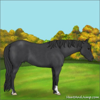 Horse Color:Blue Roan 