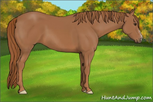Horse Color:Chestnut 