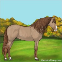 Horse Color:Red Dun Splash 