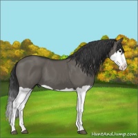 Horse Color:Grullo Splash 