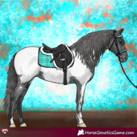 Horse Color:Black Appaloosa 