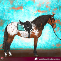 Horse Color:Bay Appaloosa 