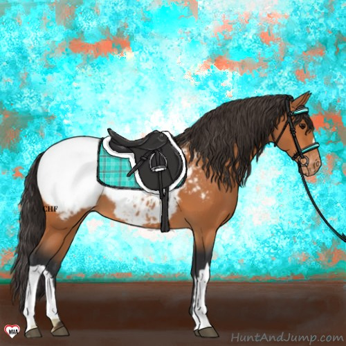 Horse Color:Bay Appaloosa 