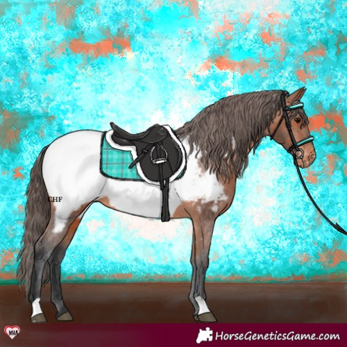 Horse Color:Bay Appaloosa 