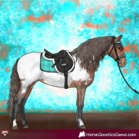 Horse Color:Bay Appaloosa 