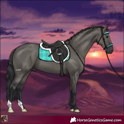 Horse Color:Grullo 