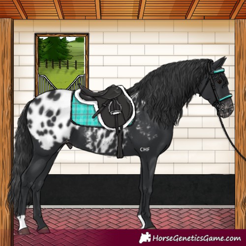 Horse Color:Black Appaloosa 