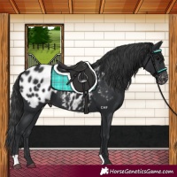 Horse Color:Black Appaloosa 