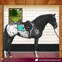 Horse Color:Black Blanket 