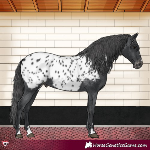 Horse Color:Black Near Leopard