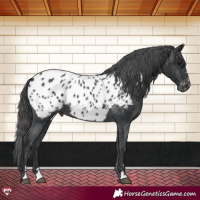 Horse Color:Black Near Leopard 
