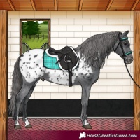 Horse Color:Black Appaloosa