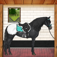 Horse Color:Black Appaloosa 