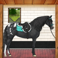 Horse Color:Black Appaloosa 