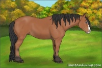 Horse Color:Bay Splash 