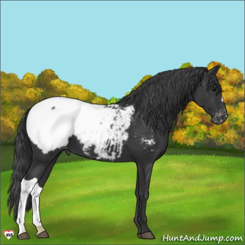 Horse Color:Black Appaloosa 