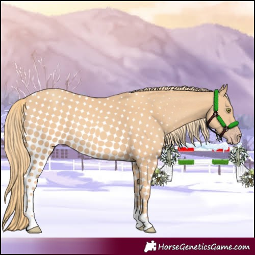 Horse Color:Gold Champagne Tobiano 