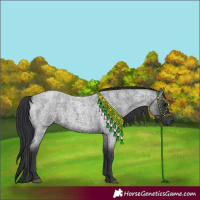 Horse Color:Blue Roan 