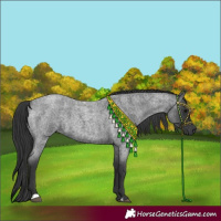 Horse Color:Blue Roan 