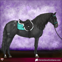 Horse Color:Black Appaloosa 