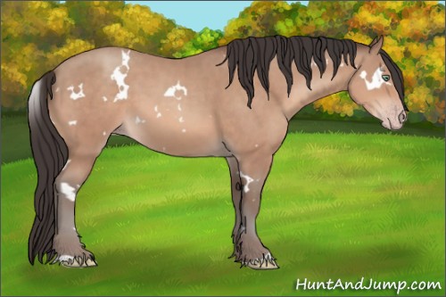 Horse Color:White Spotted Sable Champagne 