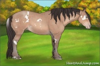 Horse Color:White Spotted Sable Champagne 