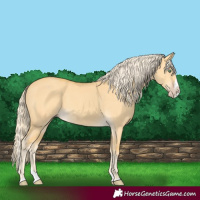 Horse Color:Gold Cream Champagne Dun Splash 