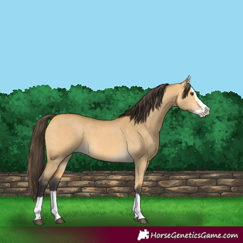 Horse Color:Buckskin Dun Splash 