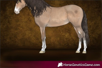 Horse Color:Amber Champagne Sabino 