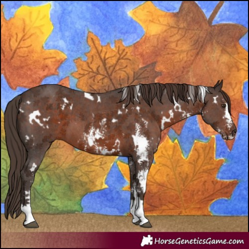 Horse Color:White Spotted Liver Chestnut Sabino 