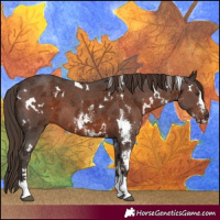 Horse Color:White Spotted Liver Chestnut Sabino