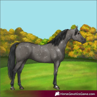 Horse Color:Grullo Sabino