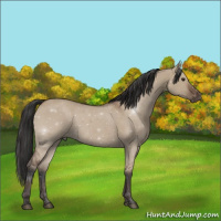 Horse Color:Bay Dun