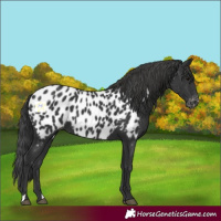 Horse Color:Black Near Leopard 