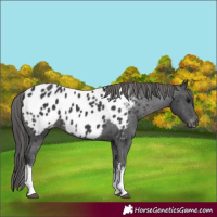 Horse Color:White Spotted Black Appaloosa 