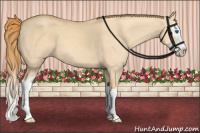 Horse Color:Gold Champagne Dun Splash 