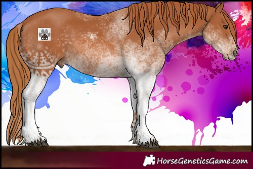 Horse Color:White Spotted Chestnut 