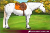 Horse Color:White Spotted Buckskin Sabino Splash Appaloosa 