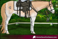 Horse Color:White Spotted Gold Champagne Sabino 