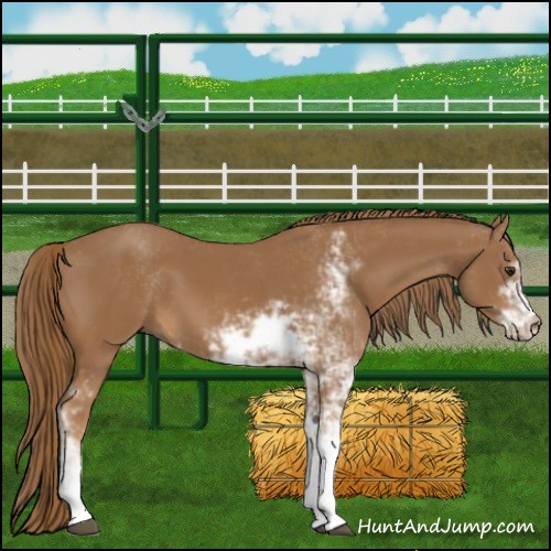Horse Color:Chestnut Sabino 