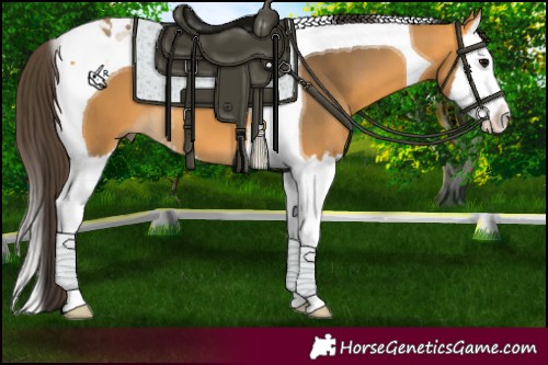 Horse Color:Buckskin Splash Tobiano 