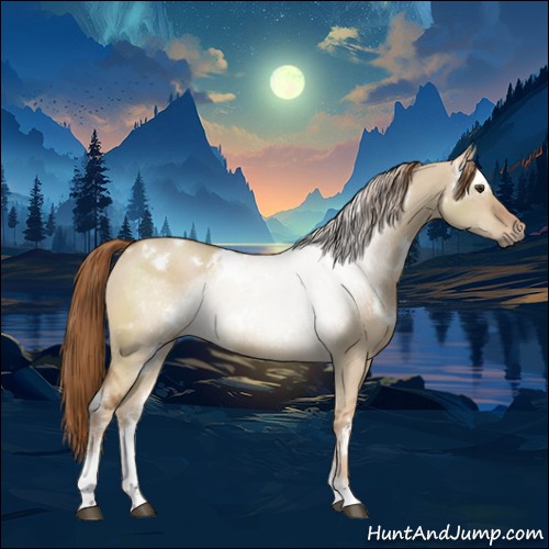 Horse Color:White Spotted Red Dun Sabino 