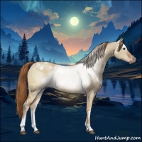 Horse Color:White Spotted Red Dun Sabino 