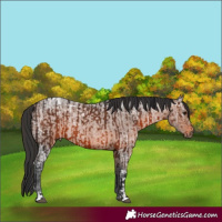Horse Color:Brown  and Brown Ice Roan 