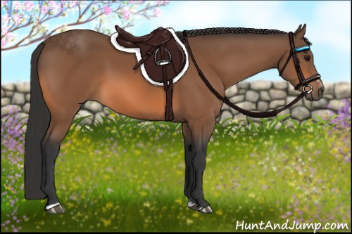 Horse Color:Bay Sabino 