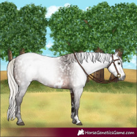 Horse Color:Gray White Spotted Silver Brown 