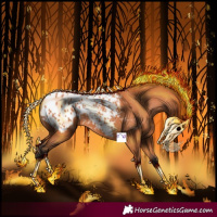 Horse Color:Bay Appaloosa 