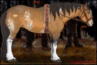 Horse Color:White Spotted Buckskin 